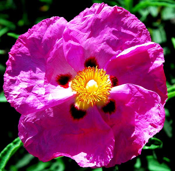 Cistus purpureus - Orchid Rockrose