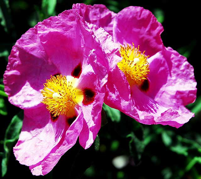 Cistus purpureus - Orchid Rockrose