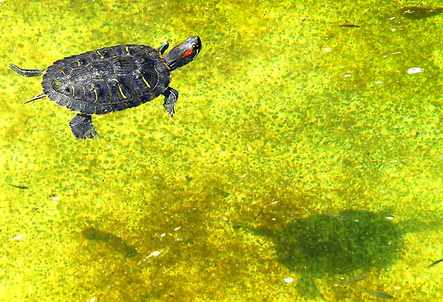 Turtle and shadow, Greystone Mansion, Beverly Hills