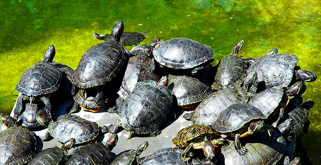 Turtles, Greystone Mansion, Beverly Hills