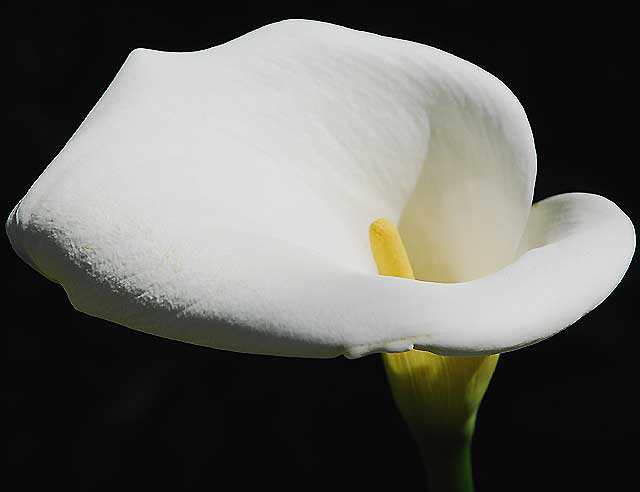 Calla Lily  Zantedeschia aethiopica