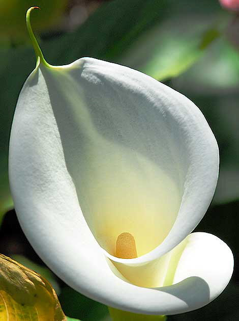 Calla Lily  Zantedeschia aethiopica