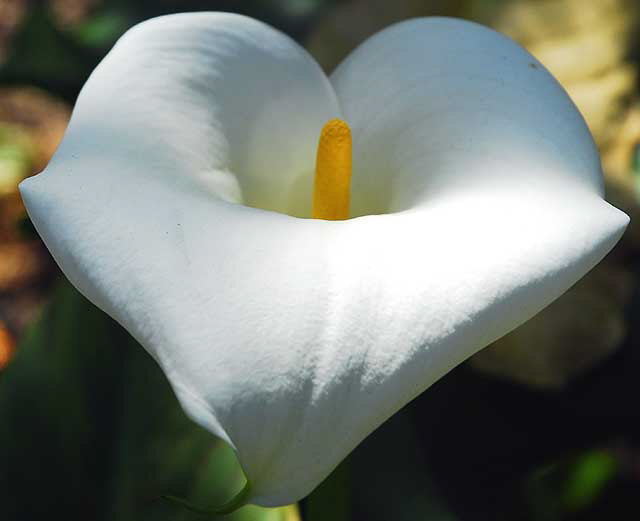 Calla Lily  Zantedeschia aethiopica