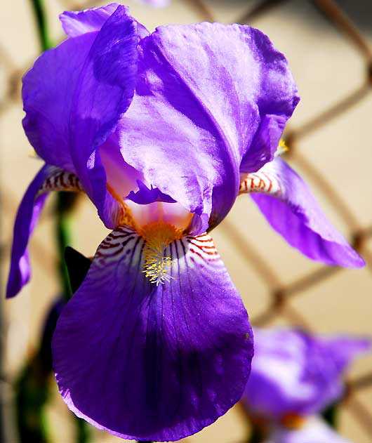 Blue Iris - gardens at Crossroads of the World, 6671 Sunset Boulevard, Hollywood
