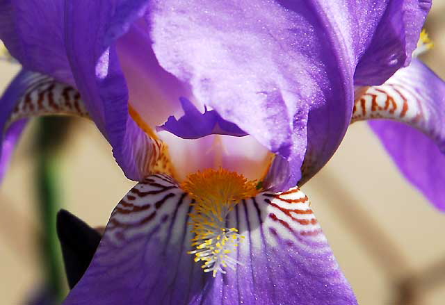 Blue Iris - gardens at Crossroads of the World, 6671 Sunset Boulevard, Hollywood