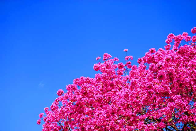 Red tree in bloom - gardens at Crossroads of the World, 6671 Sunset Boulevard, Hollywood