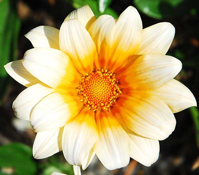 California Daisy - gardens at Crossroads of the World, 6671 Sunset Boulevard, Hollywood