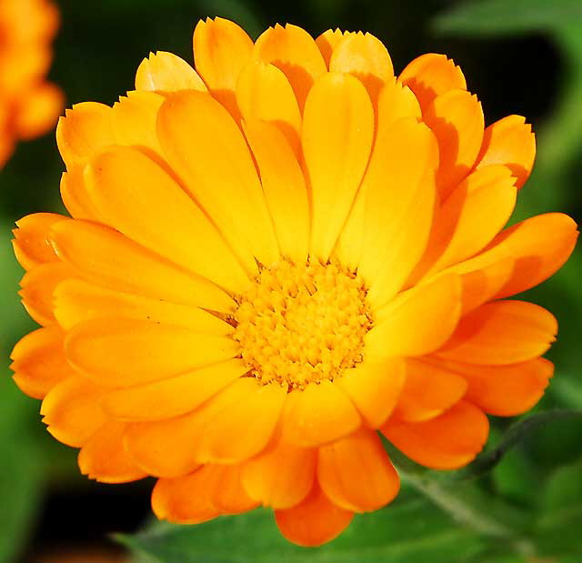 California Daisy - gardens at Crossroads of the World, 6671 Sunset Boulevard, Hollywood