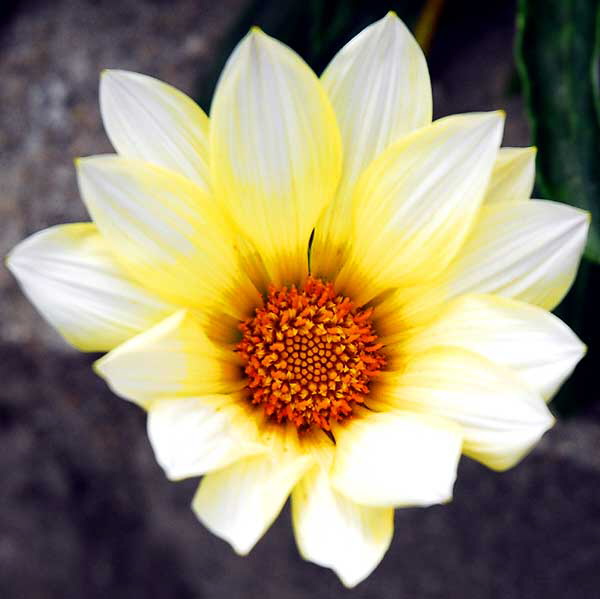 California Daisy - gardens at Crossroads of the World, 6671 Sunset Boulevard, Hollywood