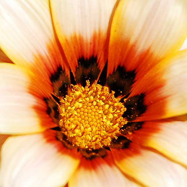 California Daisy - gardens at Crossroads of the World, 6671 Sunset Boulevard, Hollywood