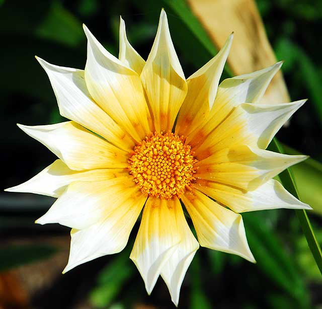 California Daisy - gardens at Crossroads of the World, 6671 Sunset Boulevard, Hollywood