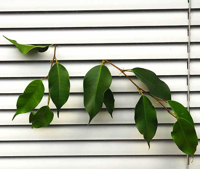 Ficus, Venetian Blinds - Crossroads of the World, 6671 Sunset Boulevard, Hollywood