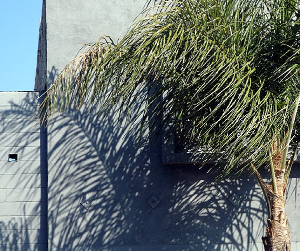 Palm tree with shadows on gray wall