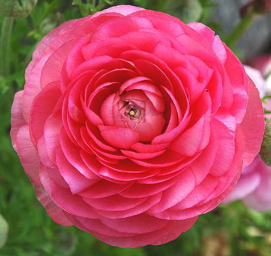 Symmetrical bloom, curbside on the residential streets of Beverly Hills, just south of Sunset Boulevard 