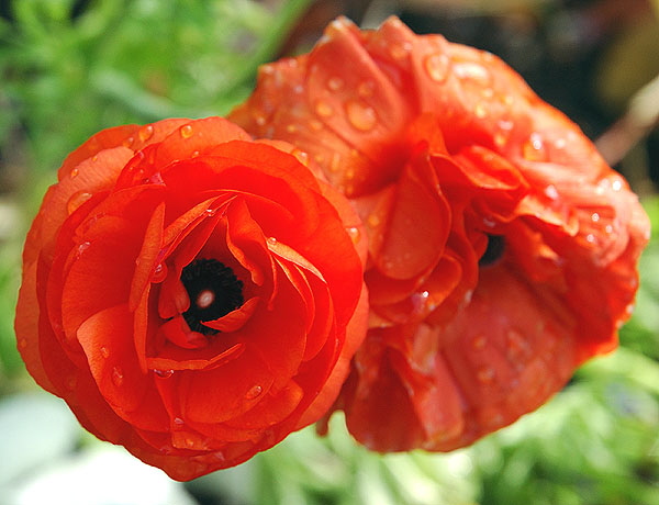 Morning dew on bloom curbside on the residential streets of Beverly Hills, just south of Sunset Boulevard 