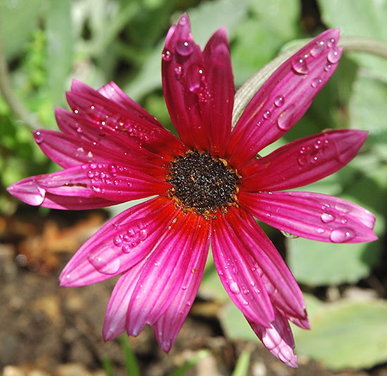 Morning dew on bloom curbside on the residential streets of Beverly Hills, just south of Sunset Boulevard 