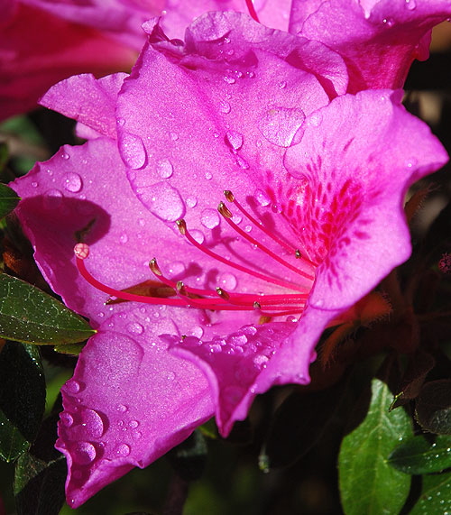 Morning dew on bloom curbside on the residential streets of Beverly Hills, just south of Sunset Boulevard 