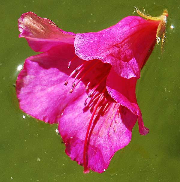 Azalea blossom in pond, Will Roger Memorial Park, Beverly Hills