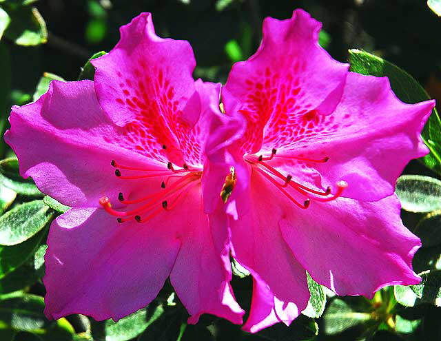 Double Azalea, Will Roger Memorial Park, Beverly Hills