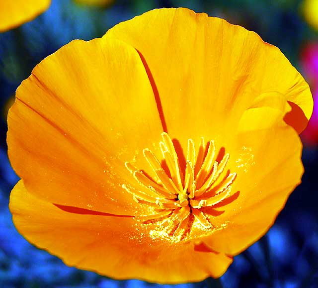 California poppy, West Los Angeles