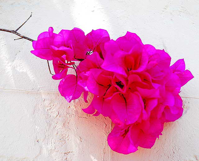 Bougainvillea, white wall, West Los Angeles