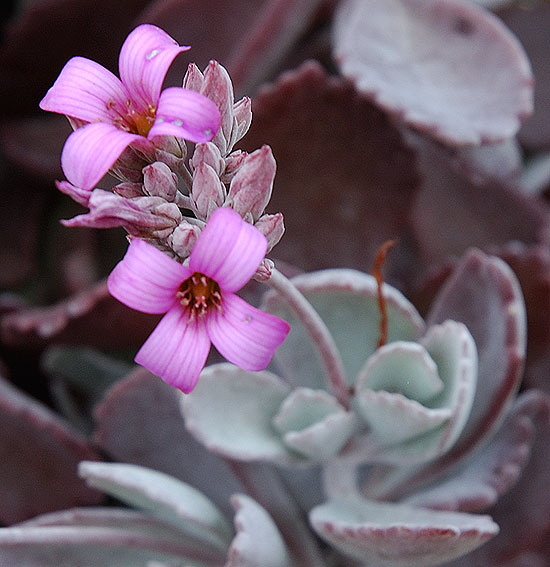 Bloom in the gardens at Greystone Mansion in Beverly Hills 