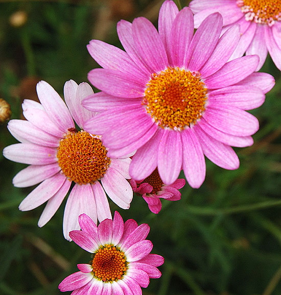 Daisies in the gardens at Greystone Mansion in Beverly Hills 