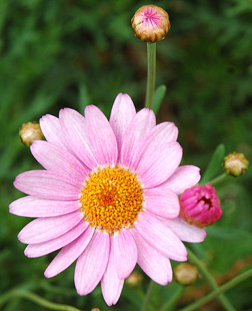 Daisies in the gardens at Greystone Mansion in Beverly Hills 