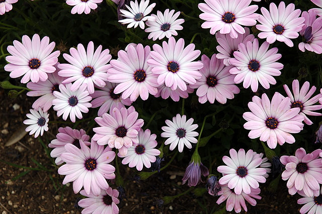 Daisies in the gardens at Greystone Mansion in Beverly Hills 