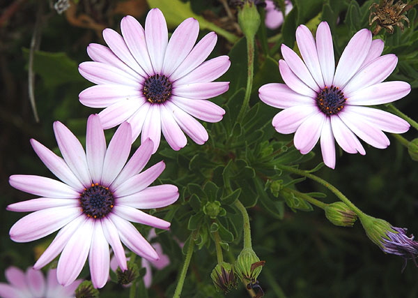 Daisies in the gardens at Greystone Mansion in Beverly Hills 