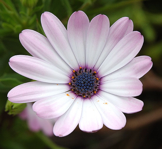 Daisies in the gardens at Greystone Mansion in Beverly Hills 