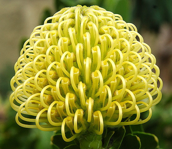 Bloom in the gardens at Greystone Mansion in Beverly Hills 