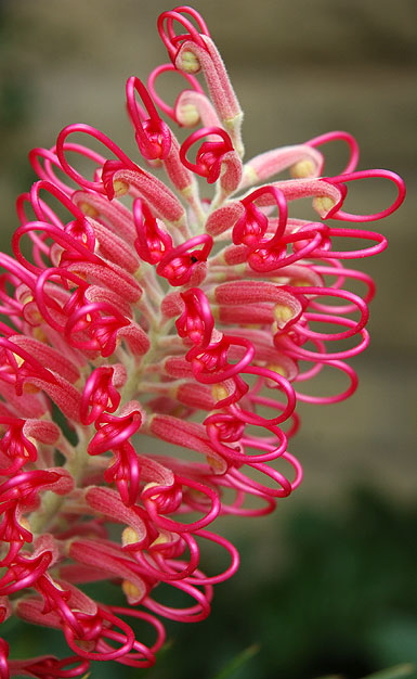 Bloom in the gardens at Greystone Mansion in Beverly Hills 