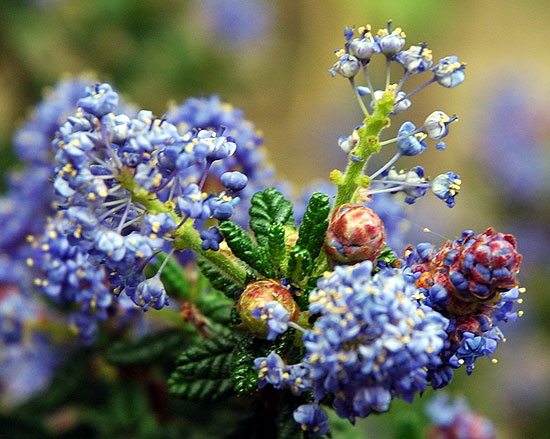 Bloom in the gardens at Greystone Mansion in Beverly Hills 