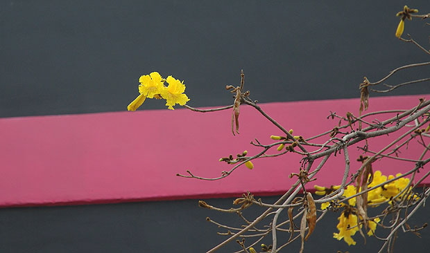 Yellow blooms on pick and black wall, just off Hollywood Boulevard 