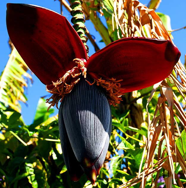 Large tropical fruit, Main Street, Ocean Park