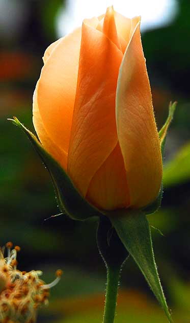 Rose Bud