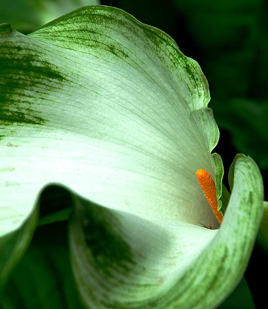 Variegated Calla Lily