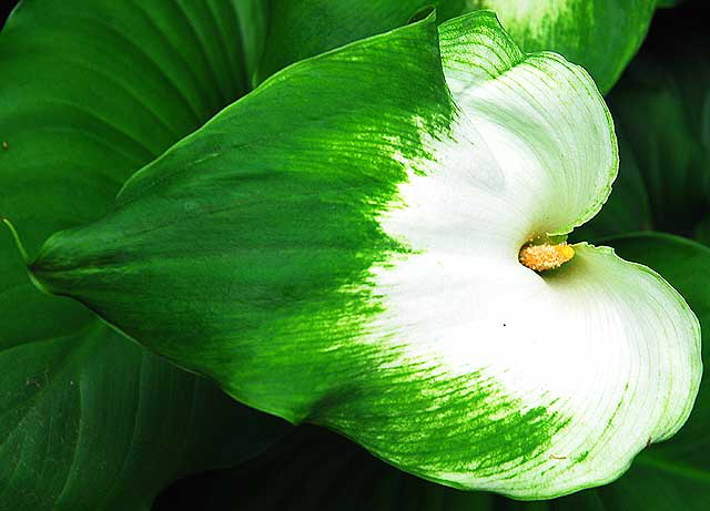 Variegated Calla Lily