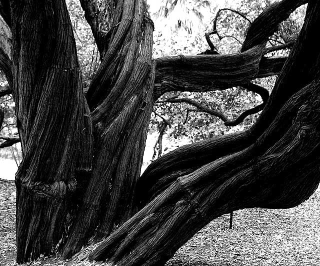 Twisted Tree Trunks