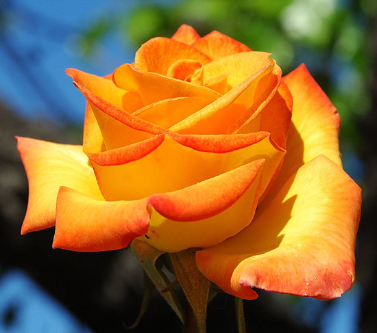 Orange rose