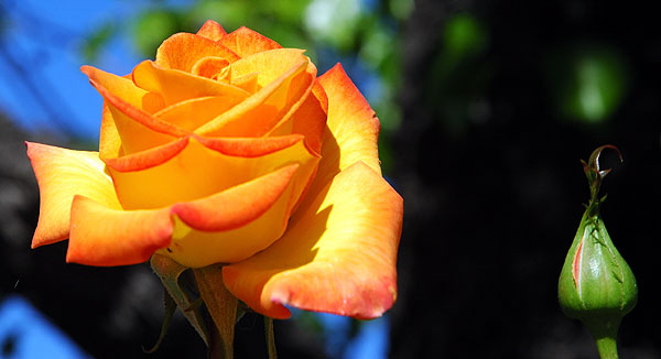 Orange rose