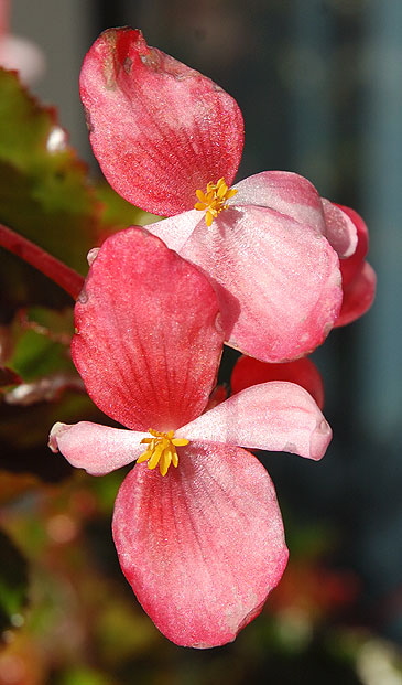 Begonia