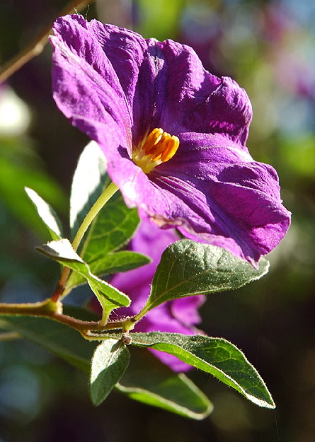 Purple bloom, morning light