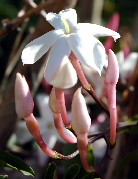 Honeysuckle