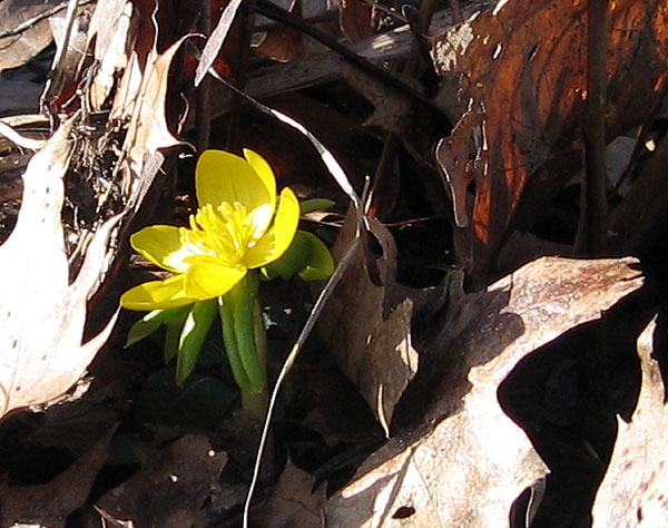 Winter aconite 