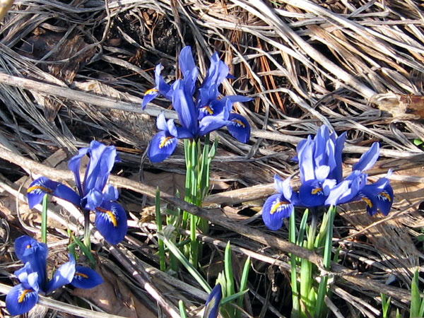 Baby Japanese iris