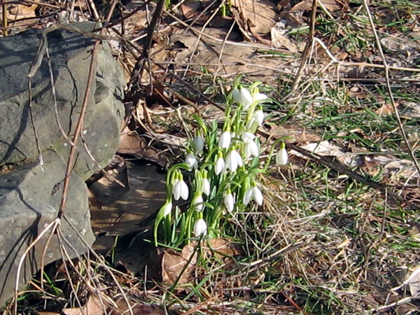 "The snowdrops are also among the first bulbs we see. They are pretty much wild and grow in small clumps on the edge of the woods or at the base of trees."