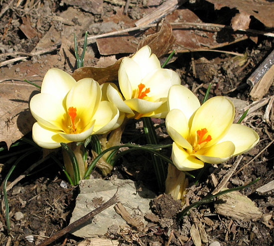 This is a crocus or really a trio of croci.