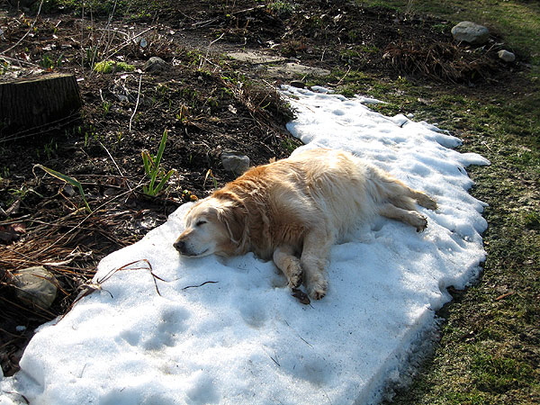 Dog sleeping in the snow